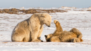 Arctic Refuge Oil Surveys Put Polar Bears in the Crosshairs