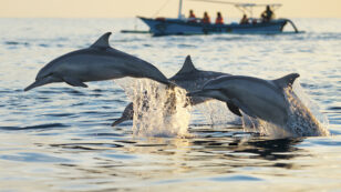 Indian Ocean Dolphin Population Plummets Due to Commercial Fishing