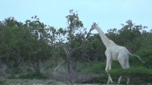 Rare White Giraffes Spotted in Kenya, Captured on Camera for First Time