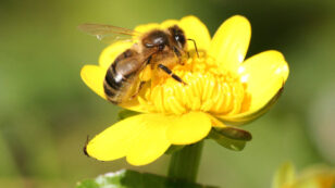 French Court Temporarily Bans Two Pesticides Over Possible Threat to Bees