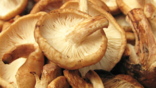 5 Reasons You Should Eat Shiitake Mushrooms