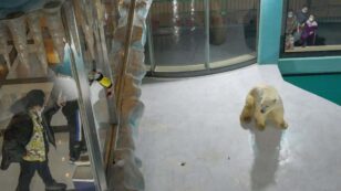 New Polar Bear Hotel Criticized for Animal Cruelty