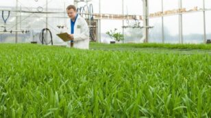 USDA Grants Final Approval for Monsanto/Scotts’ Genetically Engineered Grass