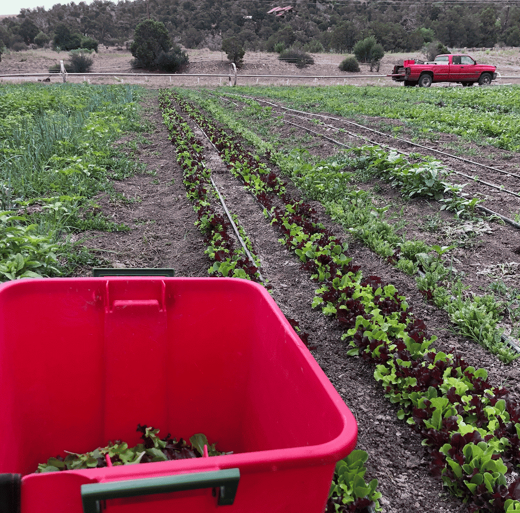 lettuce rows on farm