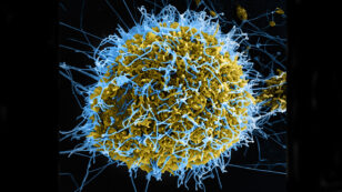 U.S. Government Lifts Ban on Making Viruses More Deadly and Transmissible