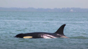 Orca Mother Who Carried Dead Calf 17 Days Is Pregnant Again