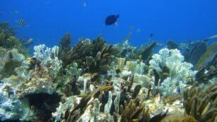 Key West Bans Coral-Damaging Sunscreen