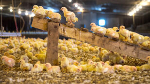 Perdue Unveils Ambitious Animal Welfare Plan … But Is It Enough?