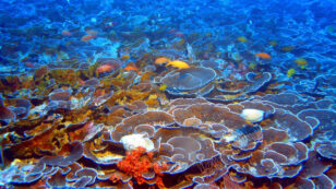 Scientists Just Discovered the World’s ‘Most Expansive Coral Reef Systems Ever Recorded’