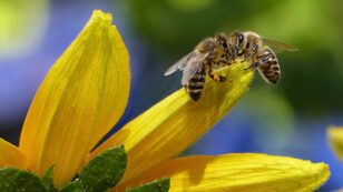 New Study Finds Biodiversity Boosts Crop Yields, Pollinators and Pest Control