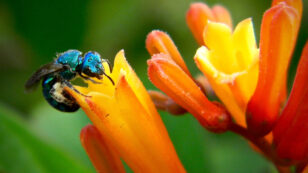 Scientists Spot ‘Ultra-Rare’ Blue Bee Feared Extinct