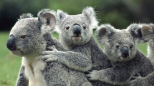 Koalas Face Extinction Threat After Wildfires: New Report