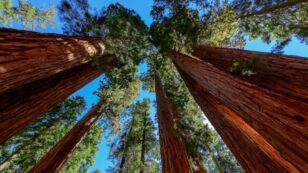 Why Curators Evacuated Sequoia and King’s Canyon National Parks’ Archives