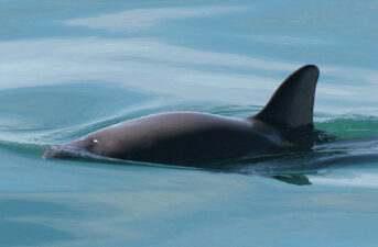 Vaquita Still Doomed Without Further Disruption of Totoaba Cartels