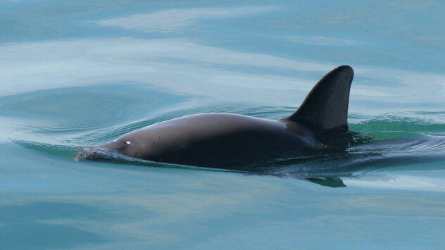 Vaquita Still Doomed Without Further Disruption of Totoaba Cartels