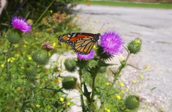 Infrastructure for Insects: Congress Should Invest in Bees and Butterflies