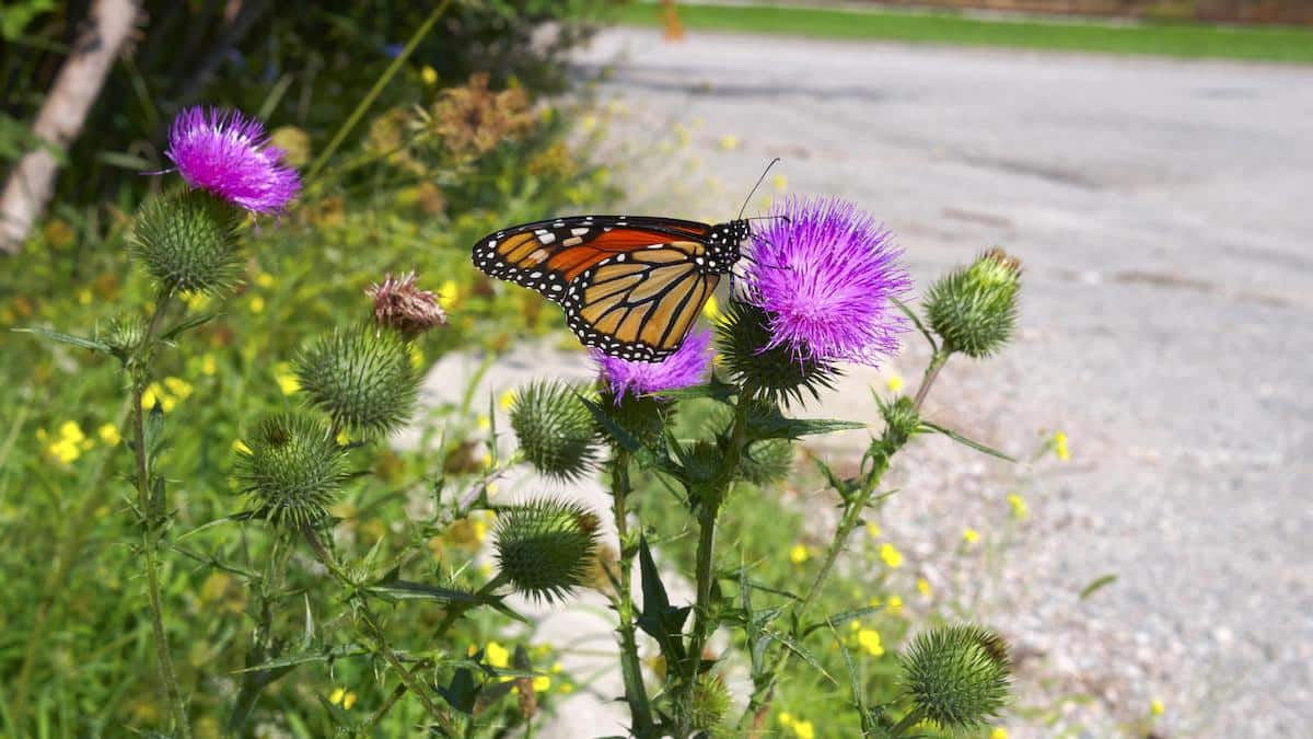<wbr />A monarch butterfly on a thistle.