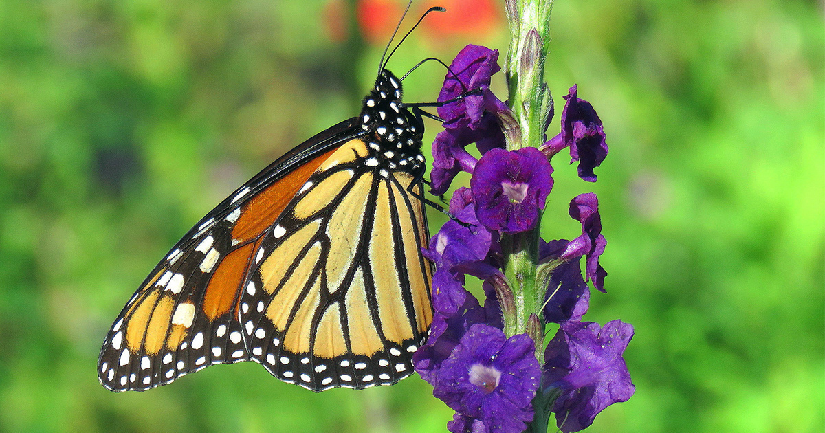 Renewed Hope for Eastern Monarch Butterfly?