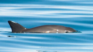 Mexico Launches ‘Risky’ Vaquita Roundup to Prevent Extinction of Tiny Porpoise
