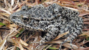 Supreme Court Sends Endangered Frog Case Back to Lower Court