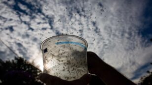 GMO Mosquitoes to Control the Spread of Disease Carries Unknown Risks