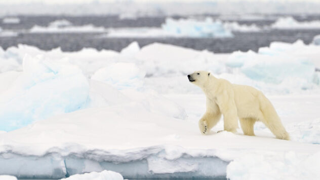 The Polar Bear, Climate Change’s Poster Child, Ignites Controversy