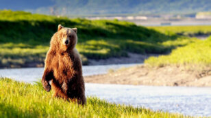 Senate Approves Legislation to Kill Wolves, Bears in Alaska Wildlife Refuges