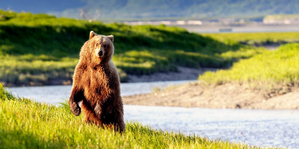 Senate Approves Legislation to Kill Wolves, Bears in Alaska Wildlife Refuges