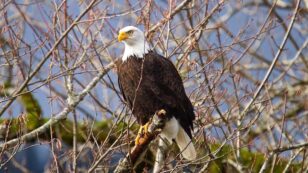 Bald Eagles Are Still Dying From Lead Poisoning