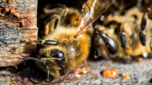 Court Fails to Protect Bees From Toxic Pesticides