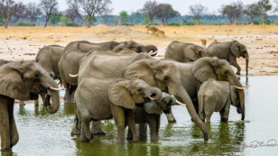 Trump Administration Reverses Ban on Elephant Trophy Imports