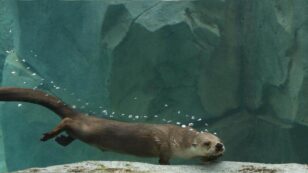 Utah Asks Public for Help Spotting Elusive River Otters