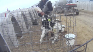 ‘Largest Undercover Dairy Investigation in History’ Uncovers Shocking Abuse at ‘Disneyland’ of Farms