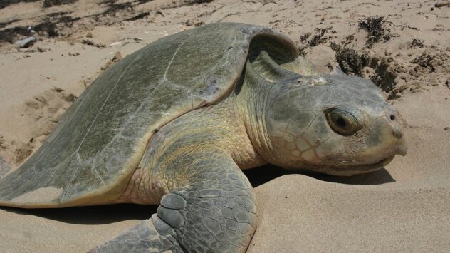 Nearly 300 Sea Turtles Dead as Red Tide Plagues Southwest Florida