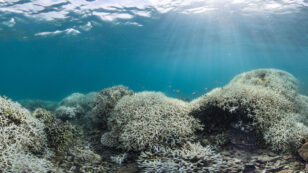 ‘Dead Corals Don’t Make Babies’: New Great Barrier Reef Coral Growth Declined 89% After Back-to-Back Bleaching Events