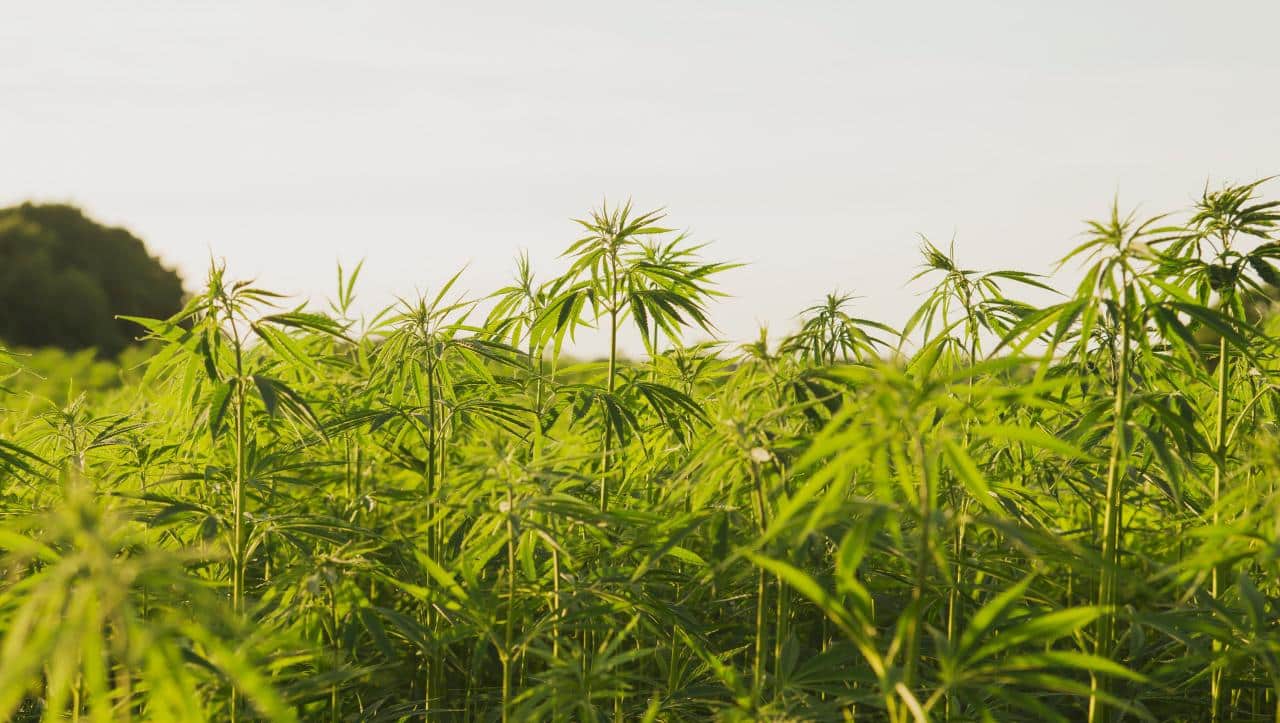 10 Things You Didn’t Know About Sustainable Hemp Farming
