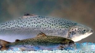 FDA Approves Genetically Engineered Salmon Despite Widespread Opposition
