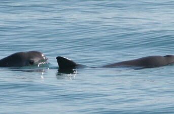 Mexico Opens Up the Only Remaining Vaquita Habitat to Fishing