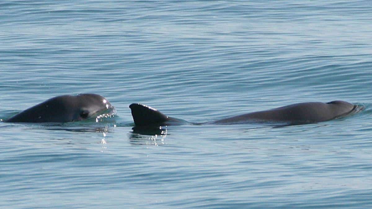 ​Two vaquitas surfacing for air in the Sea of Cortez.