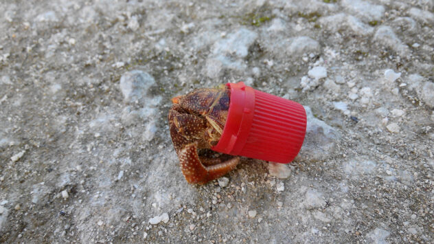 Hermit Crabs Are Making Homes in Plastic Litter and It’s Killing Them