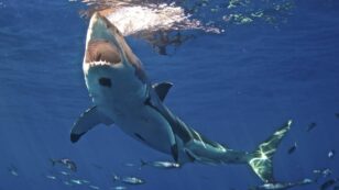 Shark and Ray Populations Declining Rapidly, Scientists Call for Urgent Fishing Limits