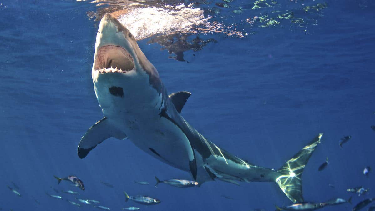 Are Shark Populations Actually Declining in Florida?