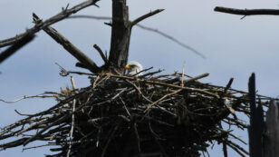 Bald Eagle Nest With Eggs Spotted in Cape Cod for First Time Since 1905