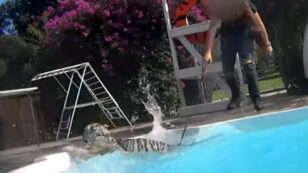 Horrific Video Shows Tigers Abused, Forced to Swim With Tourists at Florida Zoo