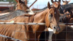 Robert Redford, Ed Harris, Elle Fanning to Congress: Oppose Mass Slaughter of Wild Horses