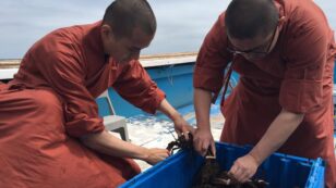 Buddhist Monks Return Hundreds of Lobsters Back to the Sea