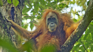 Critically Endangered Orangutan Species in Indonesia Gets Reprieve as Controversial Dam Delayed