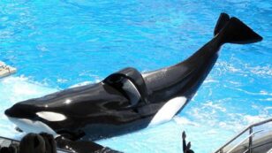 SeaWorld’s Famous Whale and ‘Blackfish’ Star Is Dying