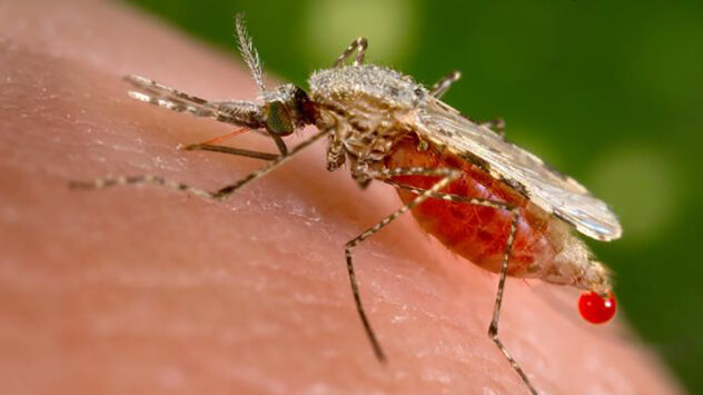 World’s First Malaria Vaccine Begins Pilot Program in Malawi