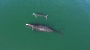 14 Endangered North Atlantic Right Whale Calves Spotted This Season